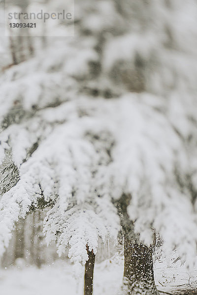 Schneebedeckte Bäume im Wald