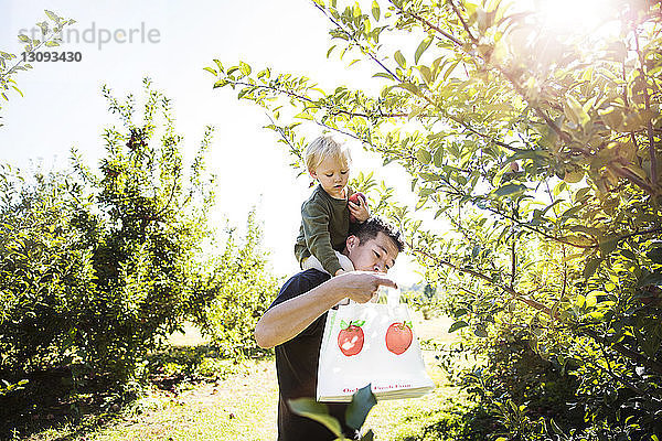 Vater trägt Sohn auf der Schulter bei der Ernte im Apfelgarten
