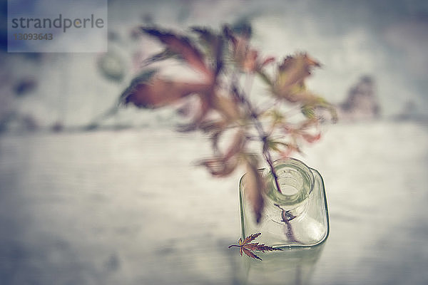 Hochwinkelansicht von Blättern in einer Glasflasche auf dem Tisch im Herbst