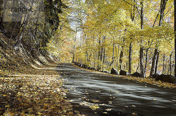 Straße inmitten von Bäumen im Herbst