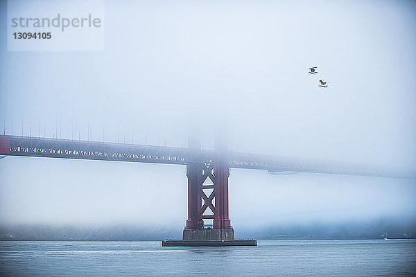 Tiefblick auf Vögel  die bei nebligem Wetter an der Golden Gate Bridge vorbeifliegen