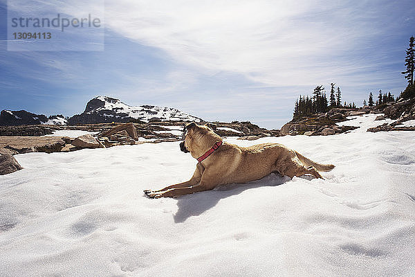 Hund sitzt auf Schnee am Feld gegen den Himmel
