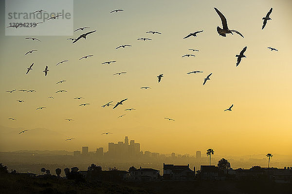 Niedrigwinkelansicht von Silhouettenvögeln  die bei Sonnenuntergang in der Stadt gegen den Himmel fliegen