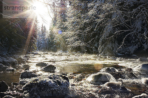 Fluss fließt inmitten schneebedeckter Bäume im Wald
