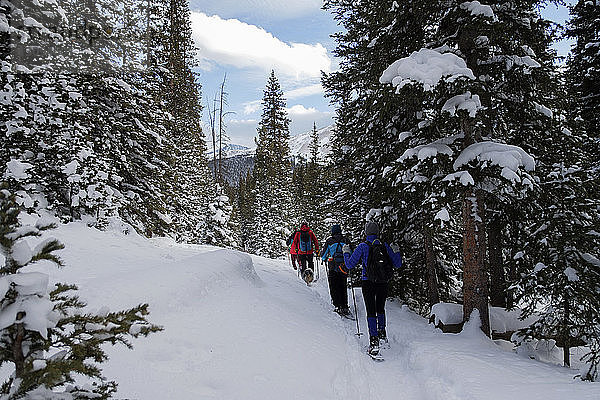 Rückansicht von Wanderern  die auf einem schneebedeckten Feld im Wald wandern