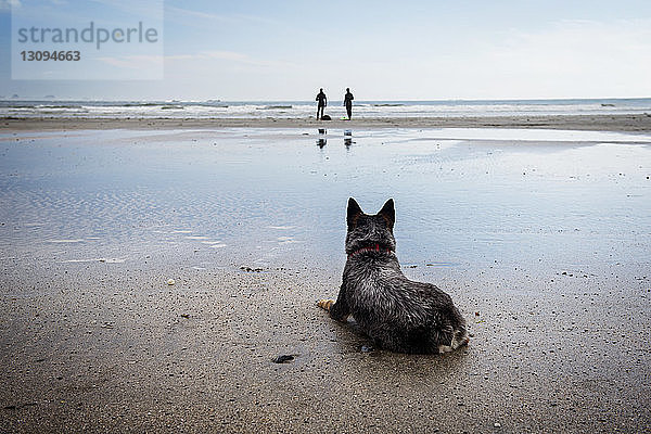 Hund entspannt am Strand mit Surfern im Hintergrund am Strand