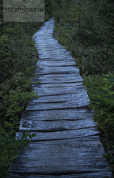 Hochwinkelansicht der Strandpromenade inmitten von Pflanzen im Olympic National Park