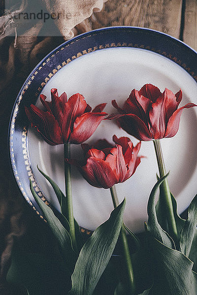Draufsicht auf die Tulpen im Teller auf dem Tisch
