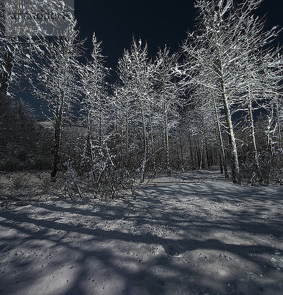 Tiefblick auf kahle Bäume auf verschneitem Feld im Wald