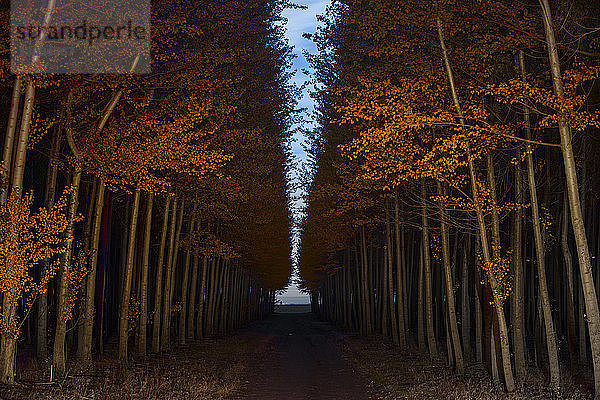 Fussweg inmitten von Bäumen im Herbst bei Sonnenuntergang