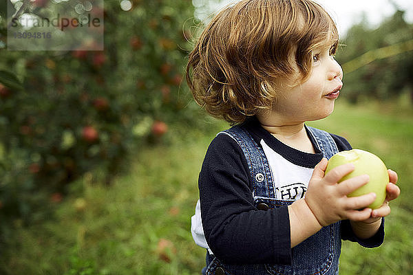 Kleiner Junge hält Apfel und schaut weg  während er im Obstgarten steht