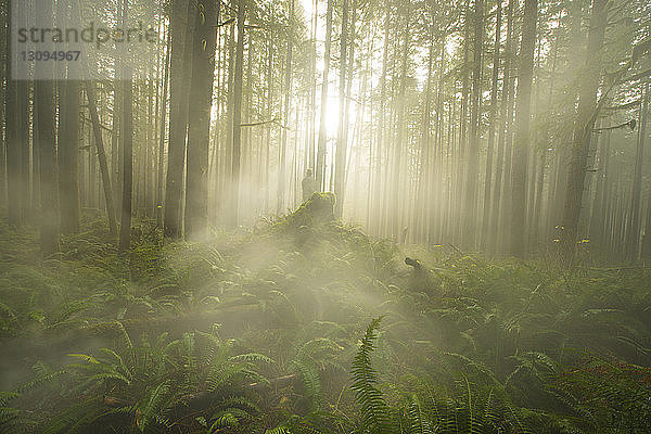 Landschaftsansicht von Bäumen und Pflanzen  die im North Cascades National Park bei nebligem Wetter wachsen