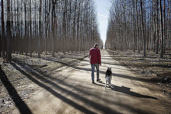 Rückansicht eines Mannes  der im Winter mit einem Siberian Husky auf einem Feldweg inmitten kahler Bäume unterwegs ist