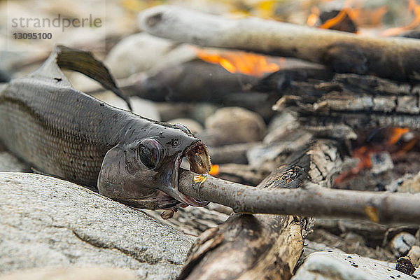 Nahaufnahme von Fischen am Lagerfeuer