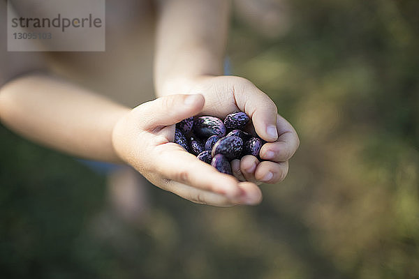 Abgetrennte Hände eines Jungen  der im Gemeindegarten Kidneybohnen hält