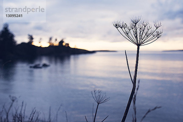 Nahaufnahme einer silhouettengetrockneten Pflanze am See bei Sonnenuntergang