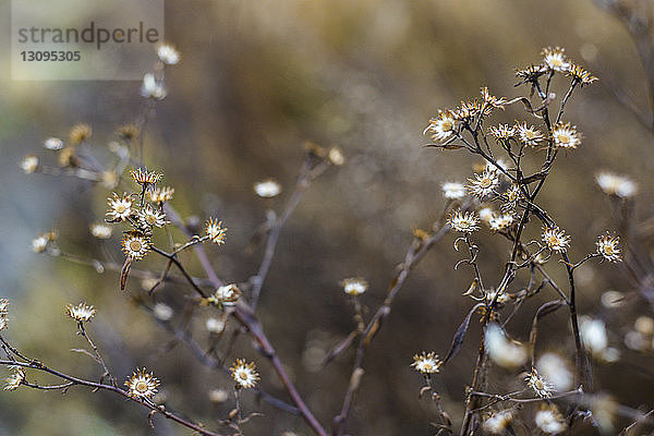 Nahaufnahme von Blumen  die auf der Pflanze wachsen