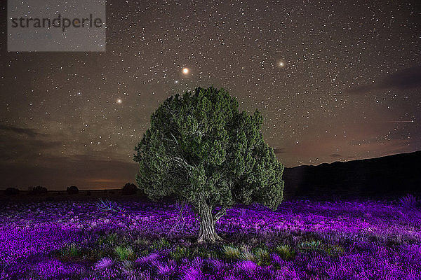 Majestätische Ansicht eines Baumes inmitten blühender Pflanzen gegen ein Sternenfeld