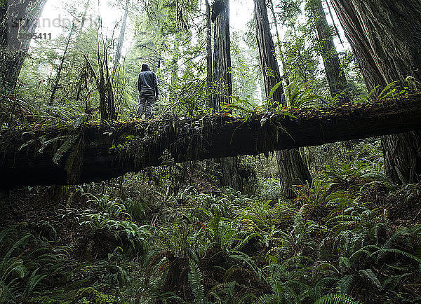 Tiefblick auf einen Mann  der auf einem umgefallenen Baumstamm im Jedediah Smith Redwoods State Park steht