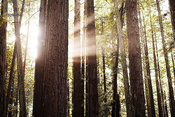 Sonnenlicht durchströmt Bäume im Wald