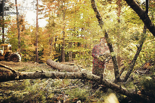 Männlicher Holzfäller fällt Baum mit Kettensäge im Wald