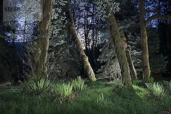 Im Wald wachsende Bäume im Olympic National Park