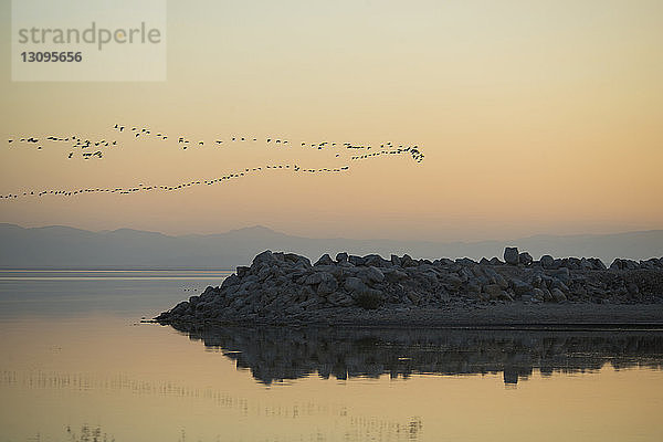 Vogelschwarm fliegt bei Sonnenuntergang über Salton Sea gegen den Himmel