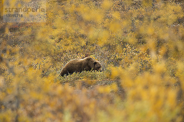 Bär auf dem Feld im Denali-Nationalpark und -Schutzgebiet