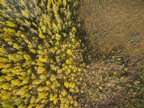 Hochwinkelaufnahme von Bäumen auf dem Feld im Wald im Denali-Nationalpark und -Schutzgebiet