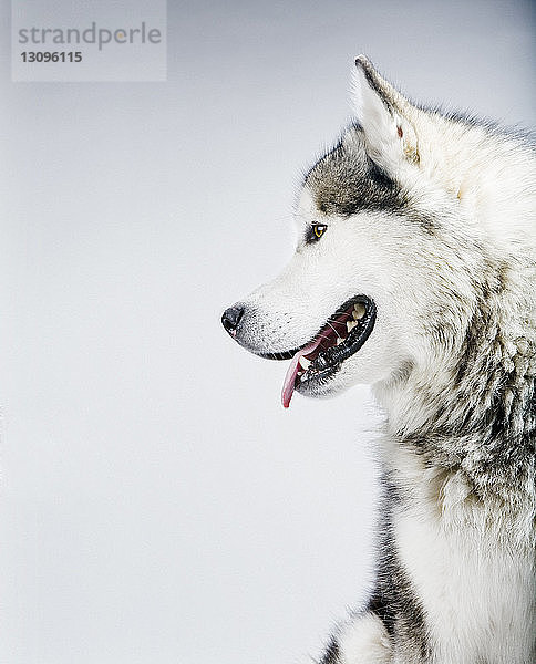 Nahaufnahme eines Hundes  der auf einem schneebedeckten Feld sitzt