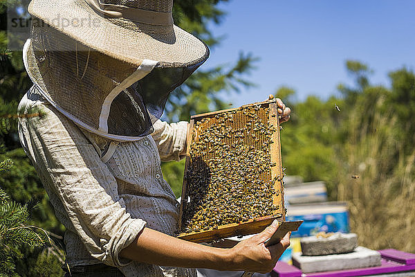 Imker mit Hut bei der Untersuchung von Bienen auf Wabenrahmen bei sonnigem Wetter