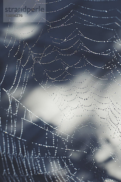 Nahaufnahme eines nassen Spinnennetzes im Freien