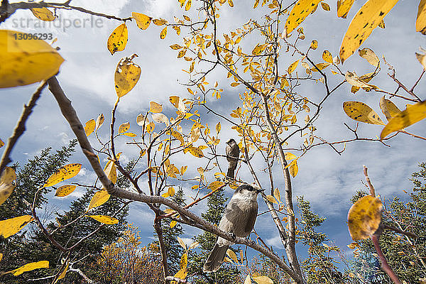 Niedrigwinkelansicht von Vögeln  die auf einem Baum sitzen  gegen den Himmel