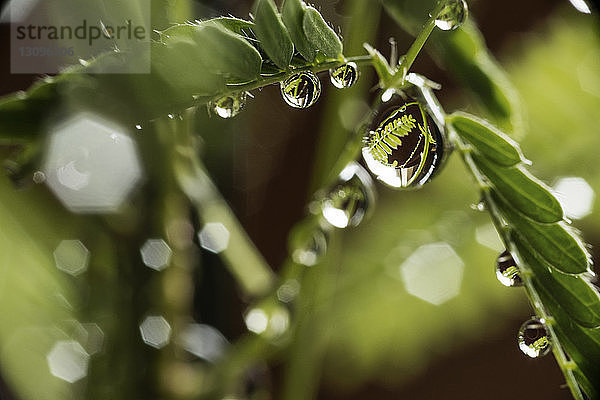 Nahaufnahme von Wassertropfen auf einem Zweig