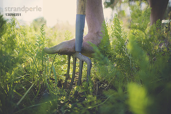 Niedriger Teil des Mannes benutzt Gartengabel im Gemeinschaftsgarten