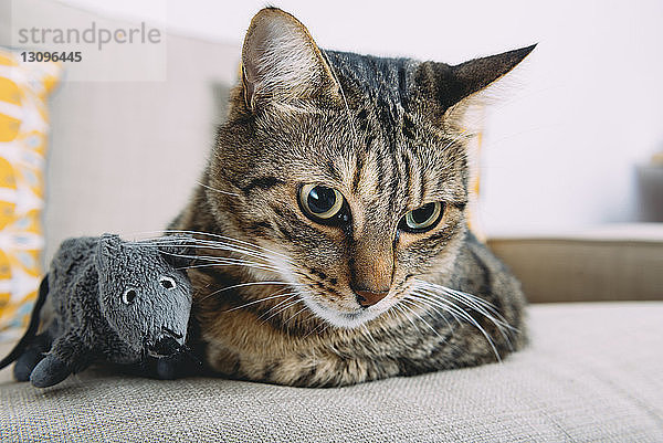 Nahaufnahme einer gestromten Katze mit einer Spielzeugratte  die sich zu Hause auf dem Sofa ausruht