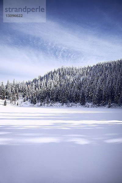 Blick auf den Wald im Winter