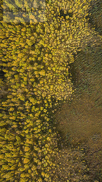 Luftaufnahme der Bäume auf dem Feld im Wald im Denali-Nationalpark und -Schutzgebiet