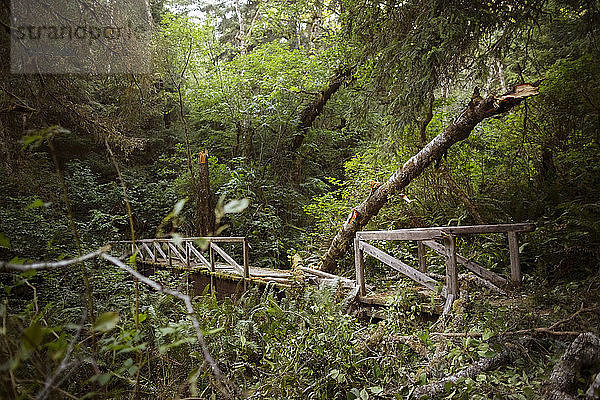 Beschädigte Brücke im Wald