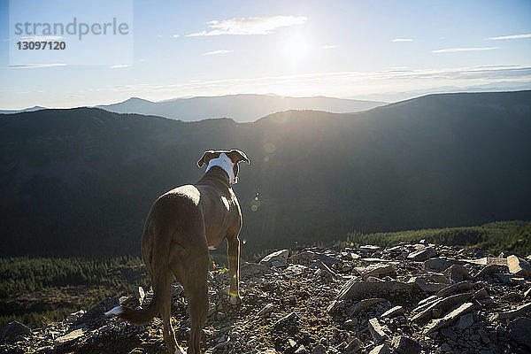 Rückansicht eines Hundes  der auf dem Feld gegen Berge steht