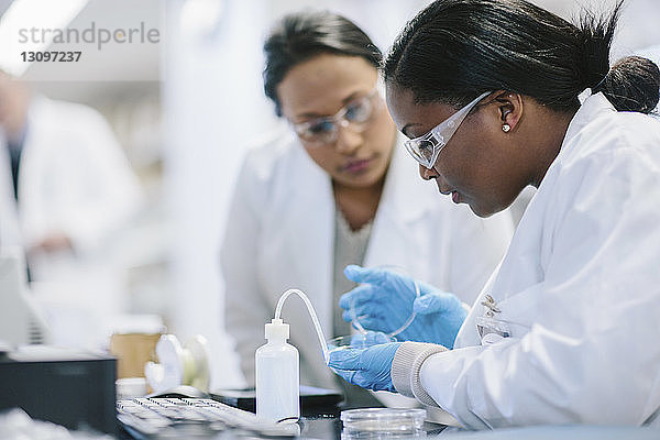 Ärztinnen untersuchen Petrischale im Labor