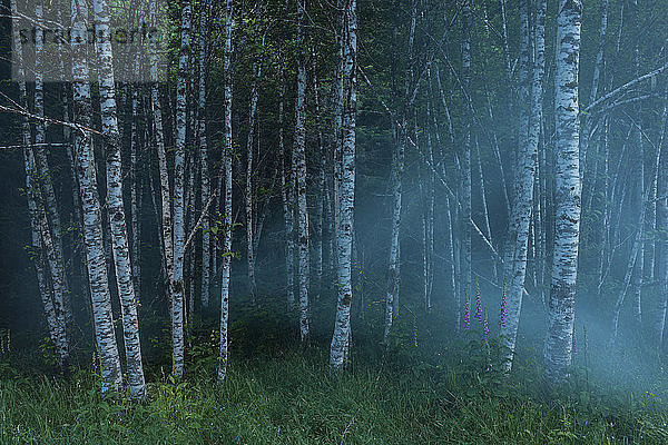 Bäume  die nachts im Wald wachsen