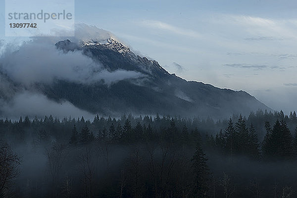 Wald gegen Berge bei nebligem Wetter im North Cascades National Park