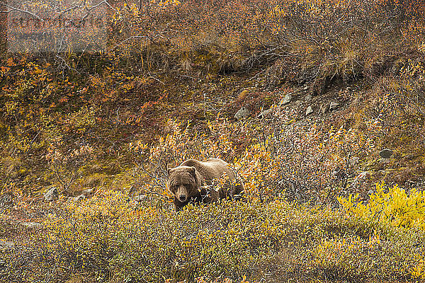 Bär auf dem Feld im Denali-Nationalpark und -Schutzgebiet