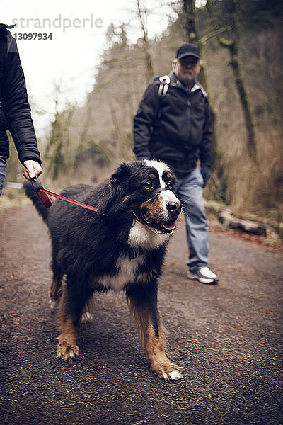 Zwei Männer mit Hund beim Waldspaziergang