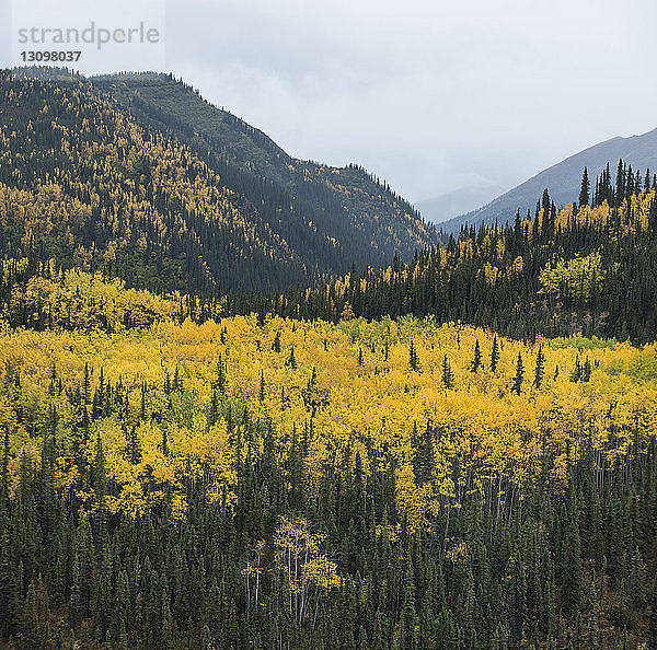 Landschaftliche Ansicht von Wald und Bergen im Herbst