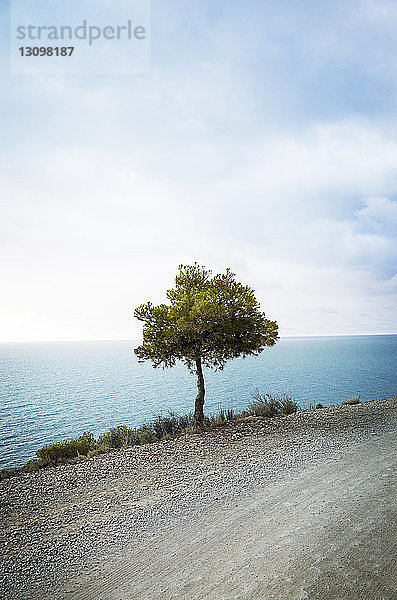 Baum wächst auf Straße gegen Meer und Himmel