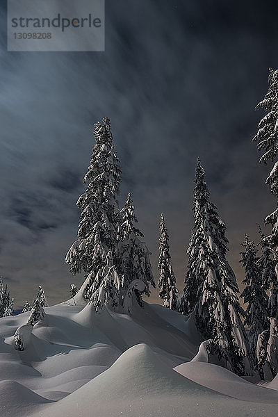 Niedrigwinkelansicht von schneebedeckten Bäumen gegen bewölkten Himmel bei Nacht