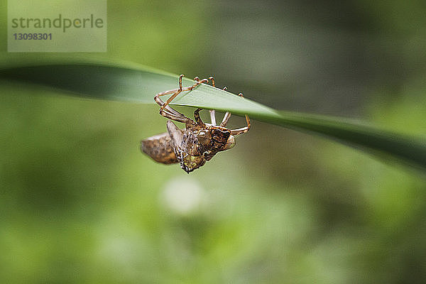 Nahaufnahme eines Insekts auf einem Blatt