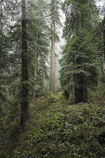 Bäume wachsen im Jedediah Smith Redwoods State Park bei nebligem Wetter